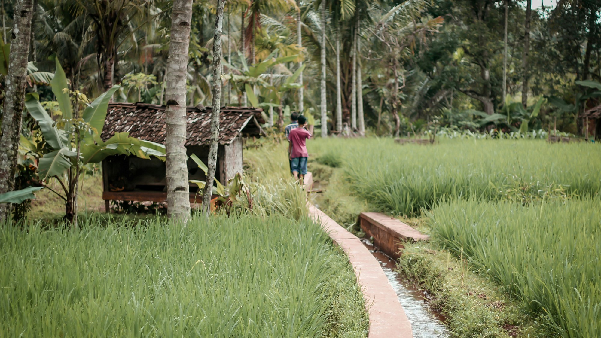 Person går i frodig åker