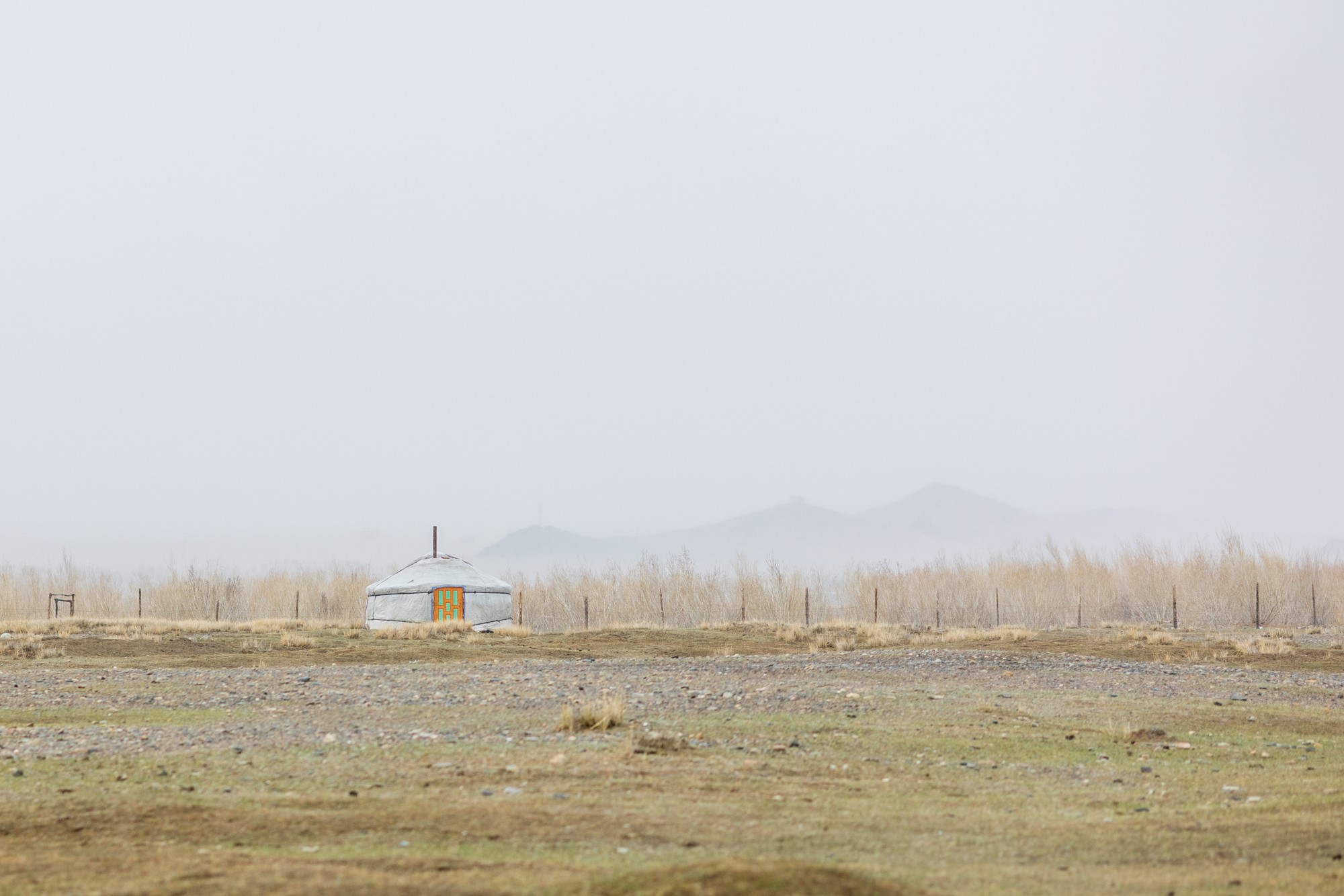 En ger alene på steppen
