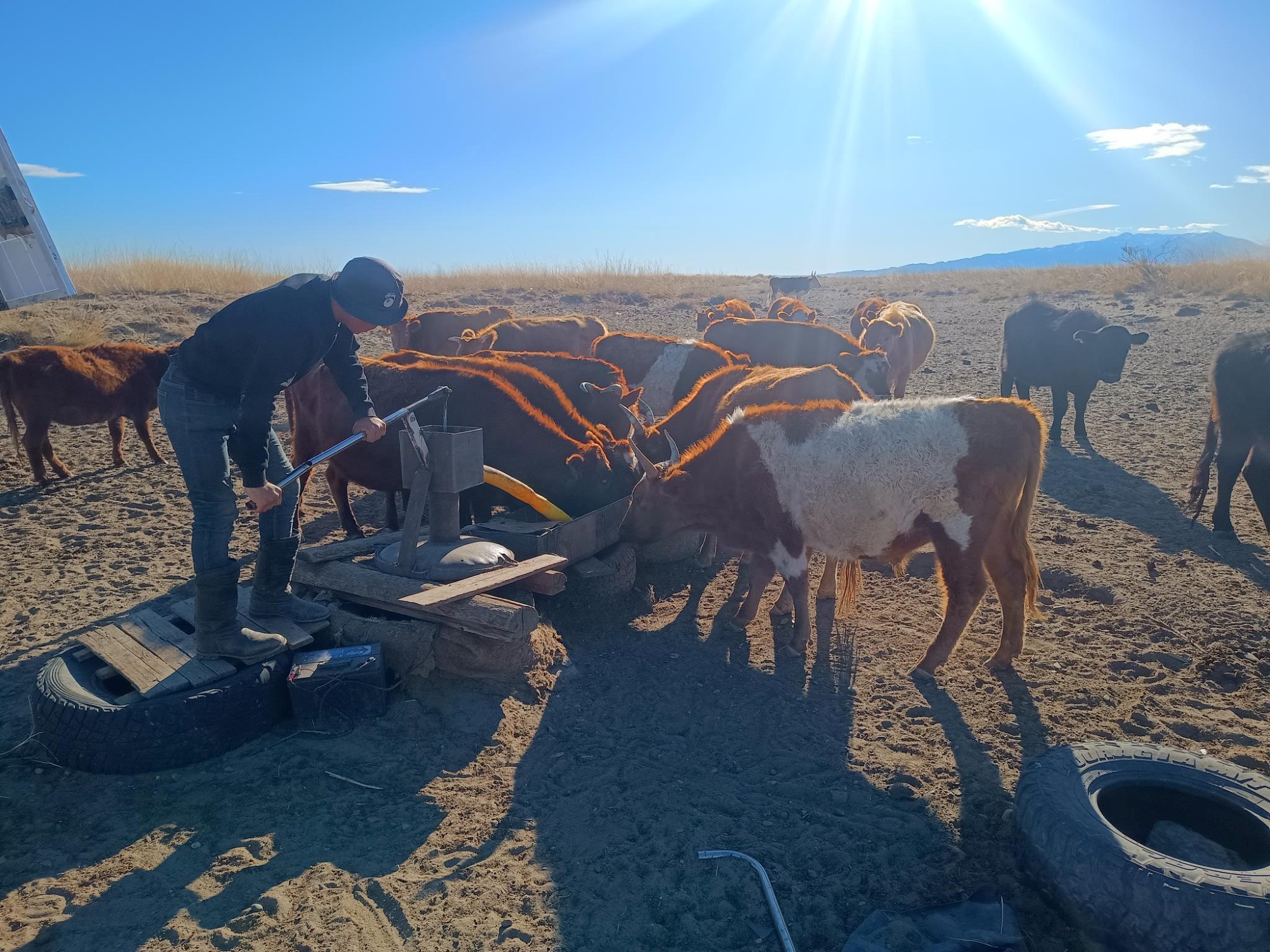 En gjeter som manuelt pumper vann til kyrne