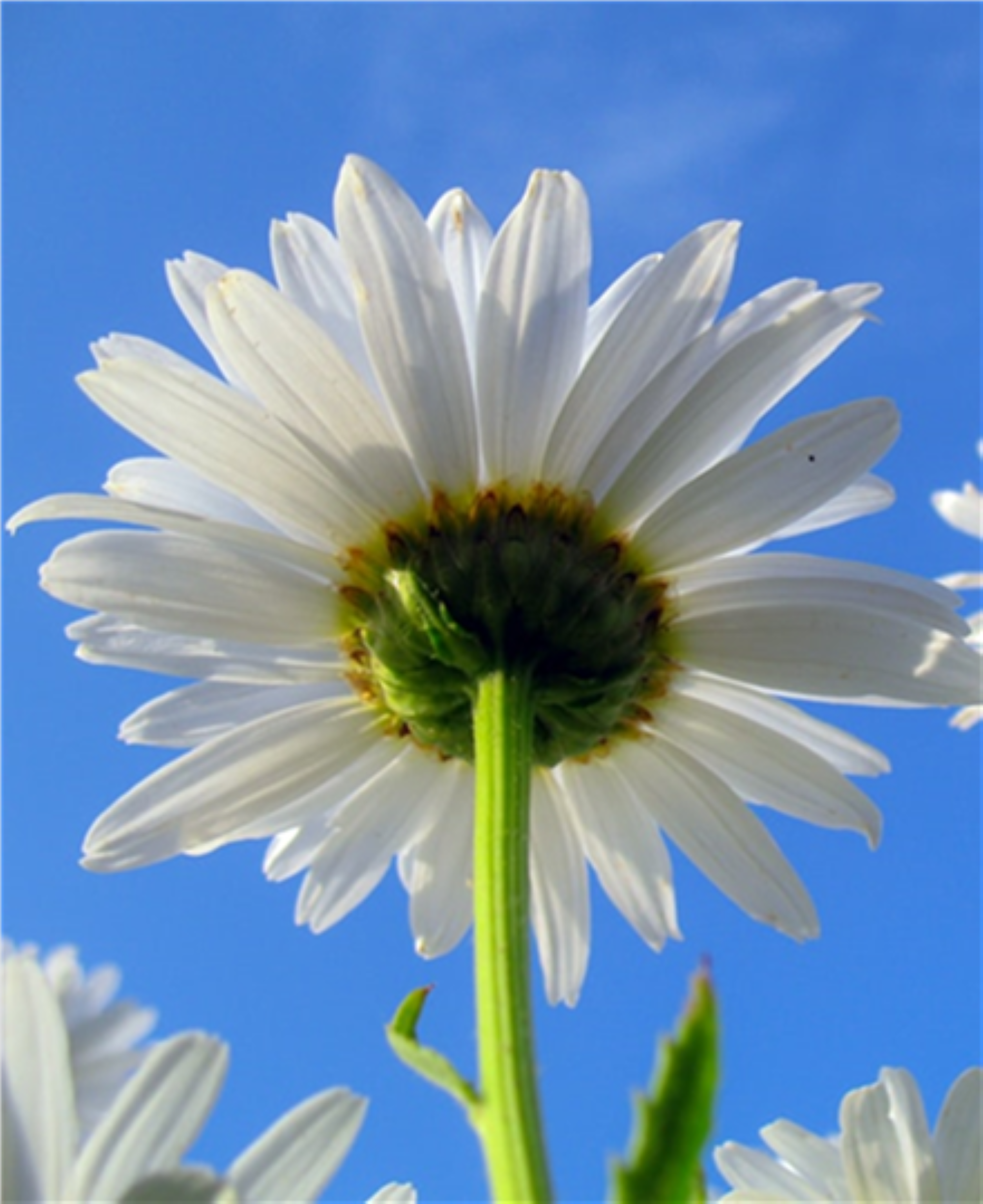 Prestekrage blomst