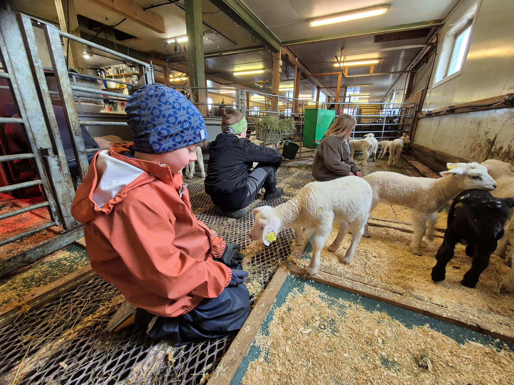 Barn sitter i sauefjøs og ser på lam