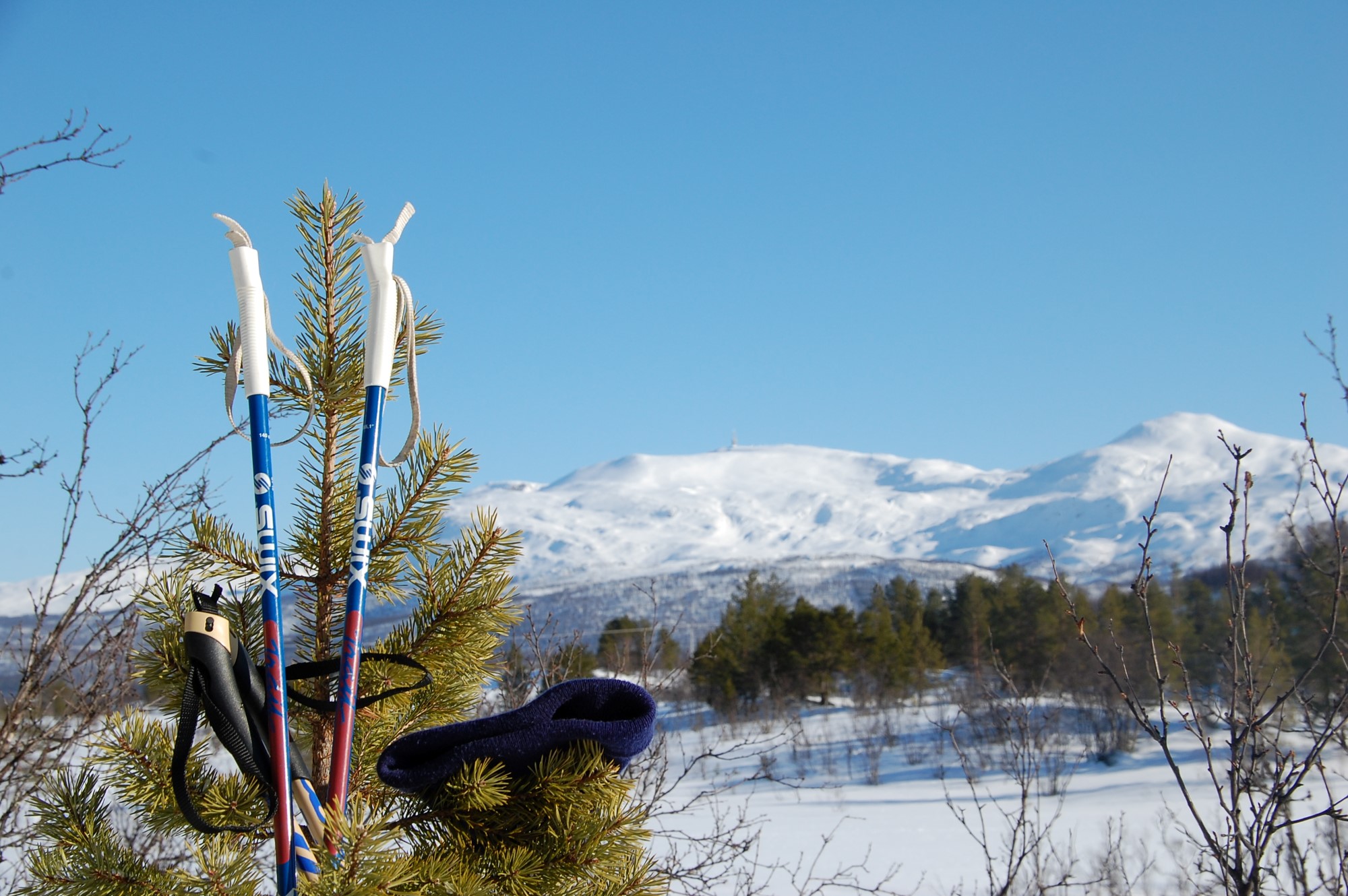 Skistaver lent opp mot et tre med snødekt fjell i bakgrunn