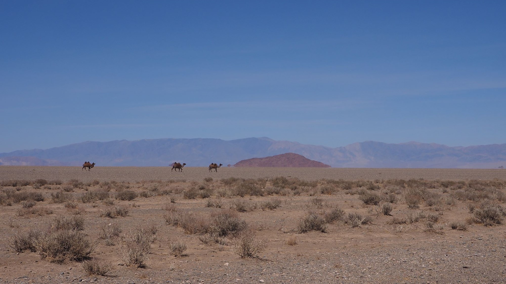 Løpende kameler i ørkenen
