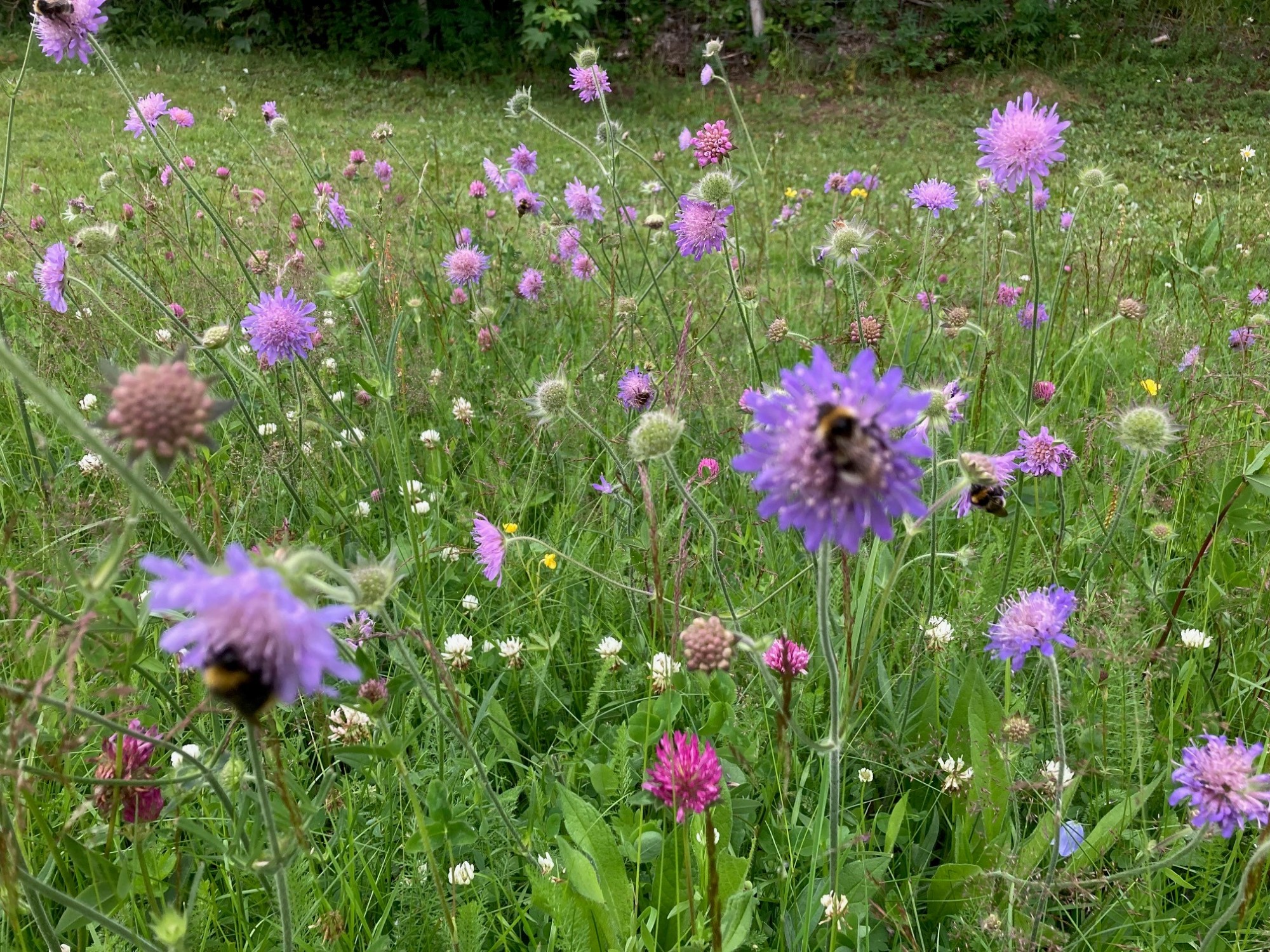 Sommerblomster