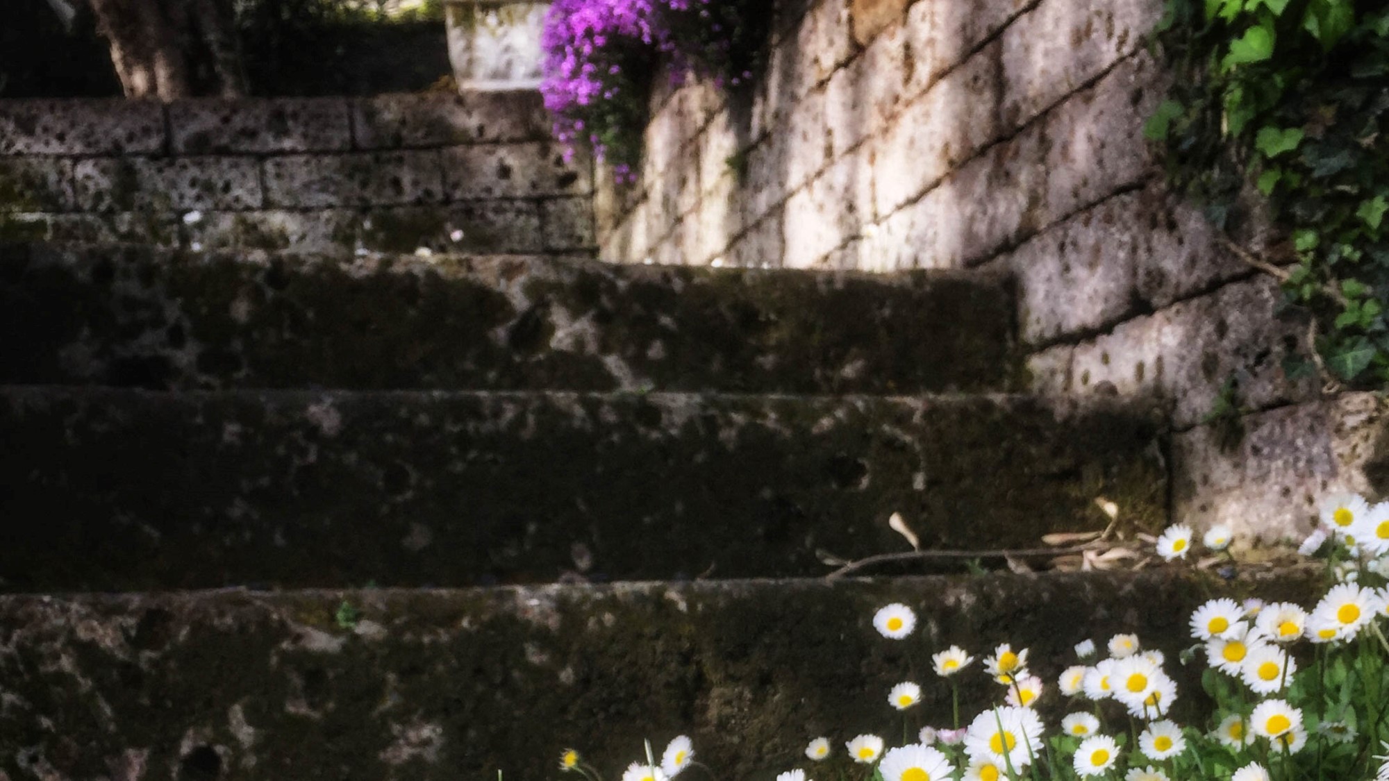 Blomster i hage