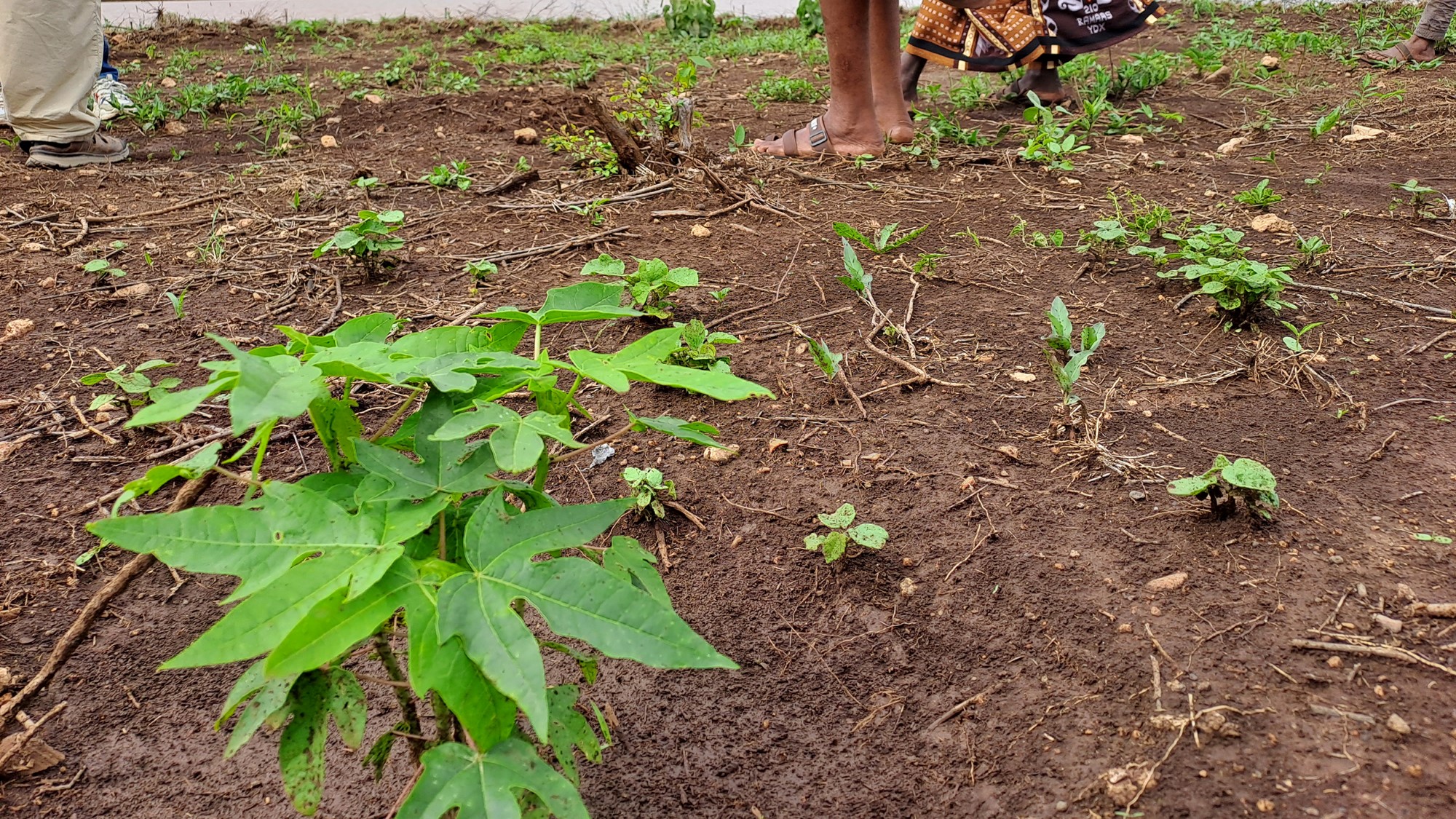 Små planter som skal bli til papayatrær