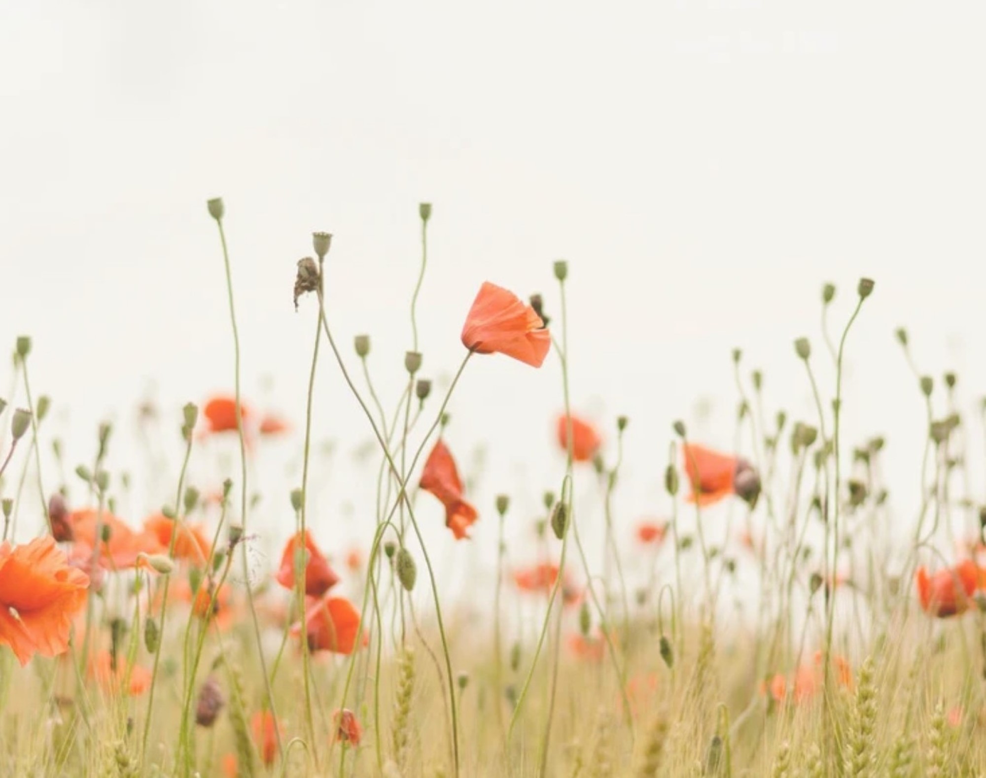 Sommarblomstrar