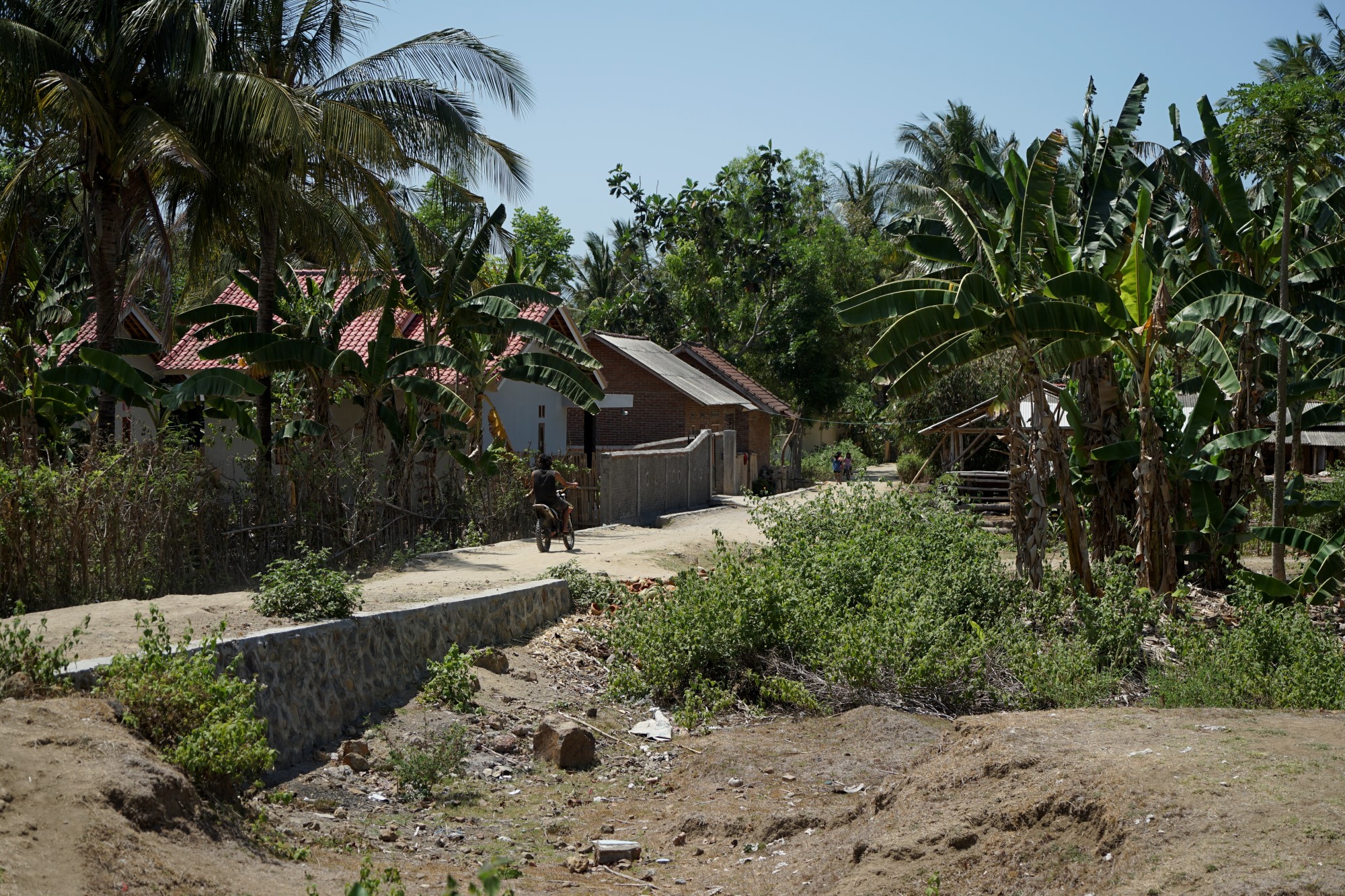 et område med palmer og hus