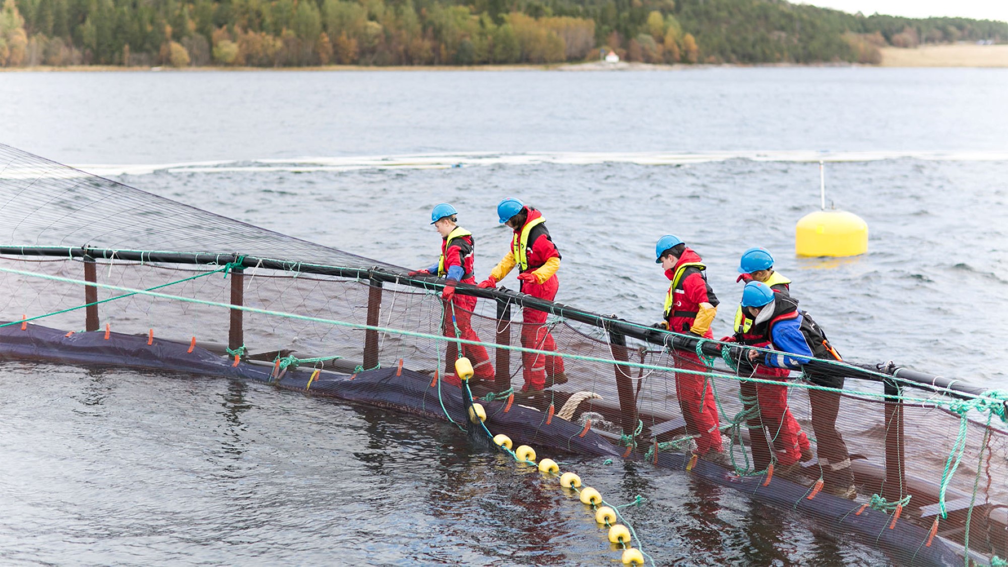 Elever på fiskemerd