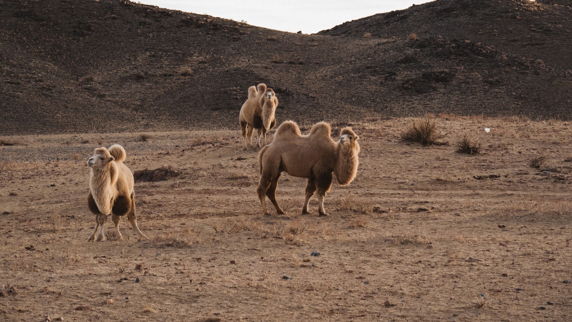 Mongolske kameler på steppene