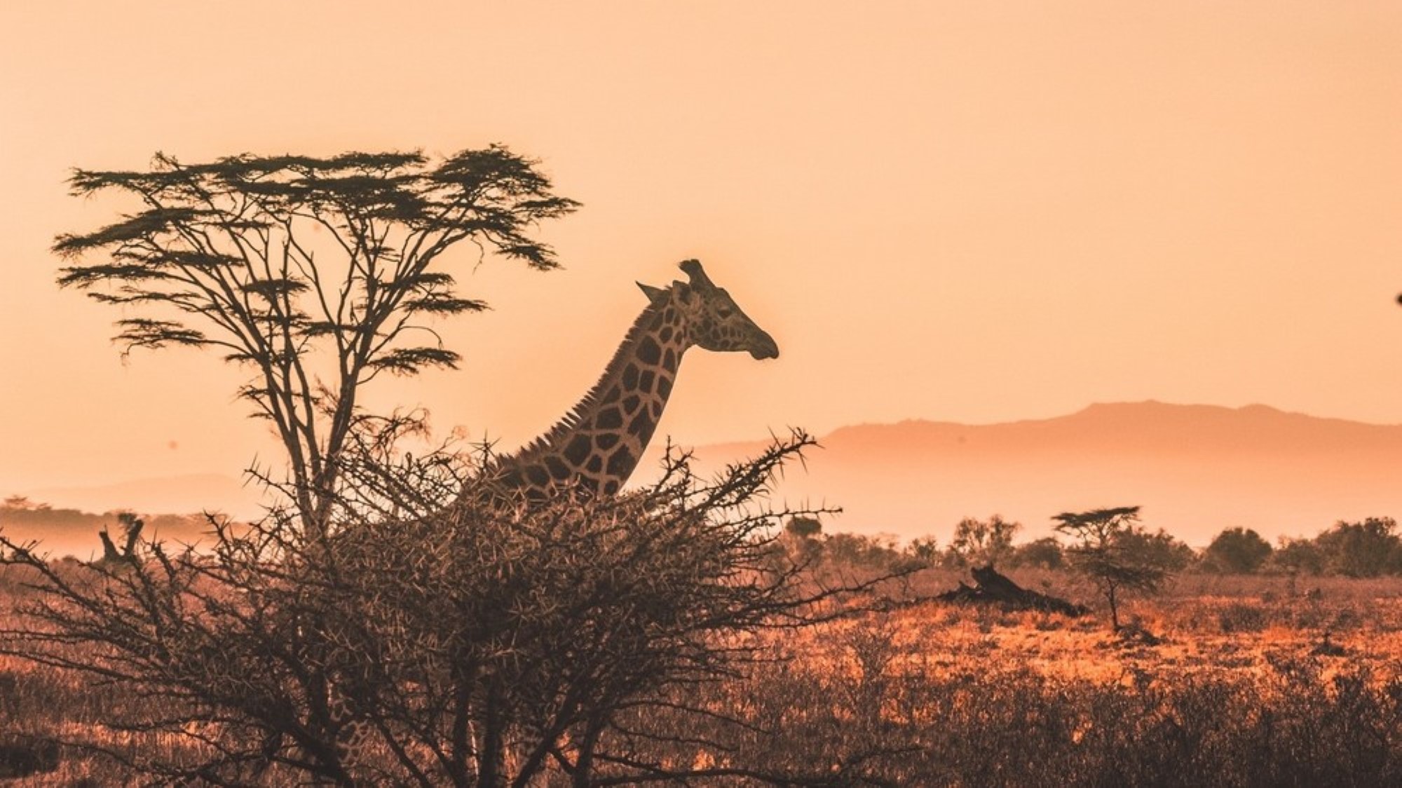 Giraff i Afrika