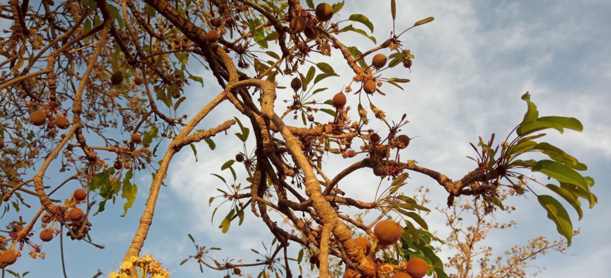 Shea i blomst og tidleg frukt