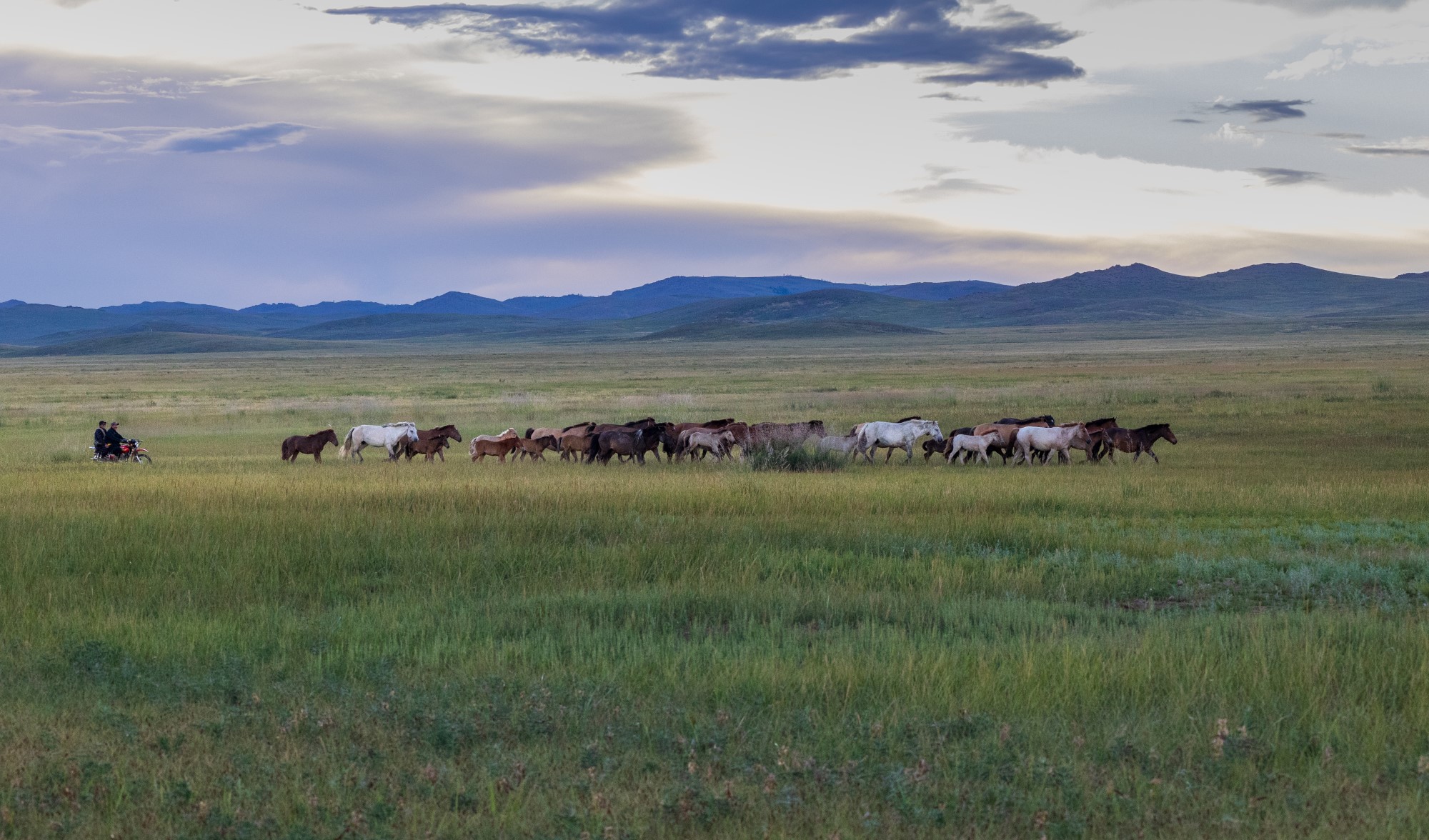 Gjetere som gjeter hest med motorsykkel