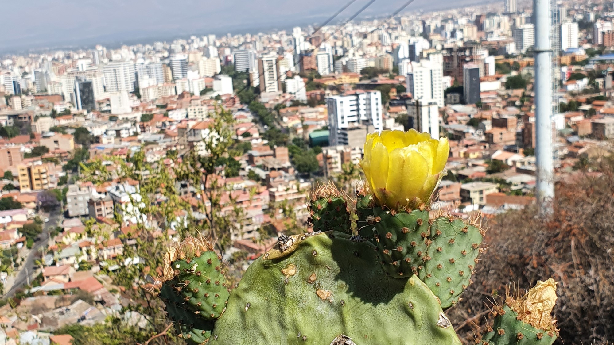 Blomstrende kaktus med by i bakgrunnen