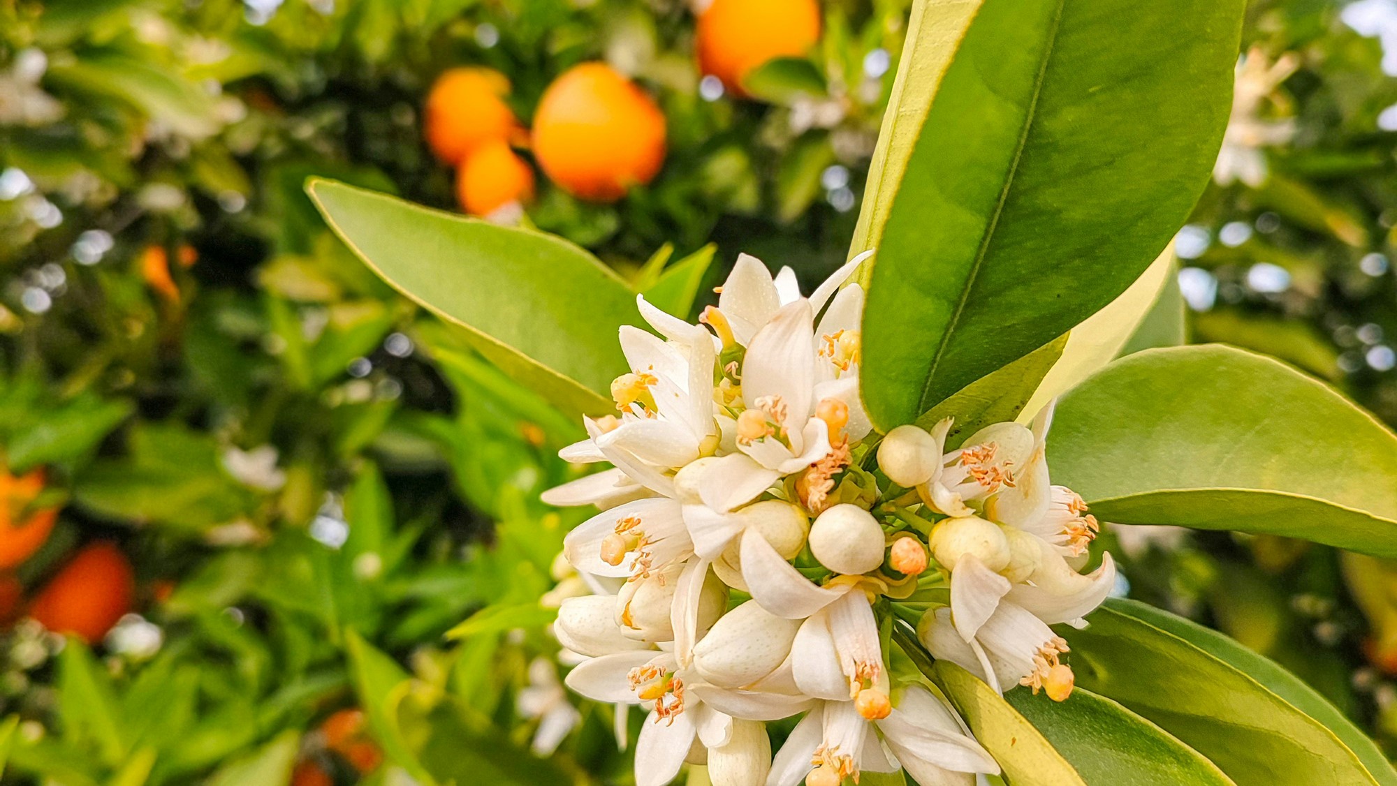 Blomstrende appelsintre