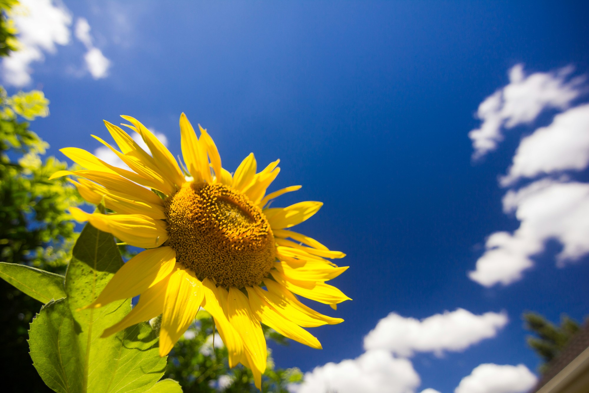 Solsikke mot blå himmel