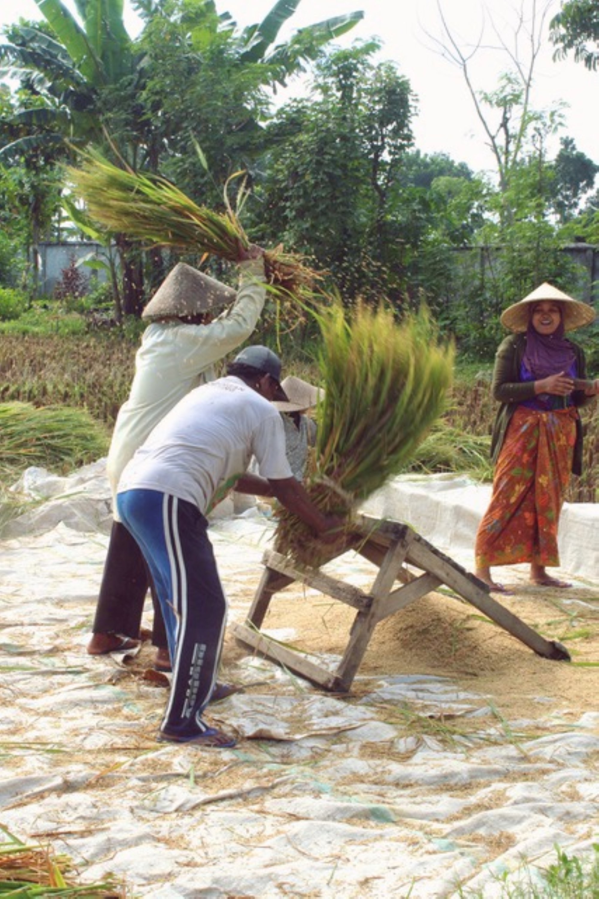 Rice harvesting