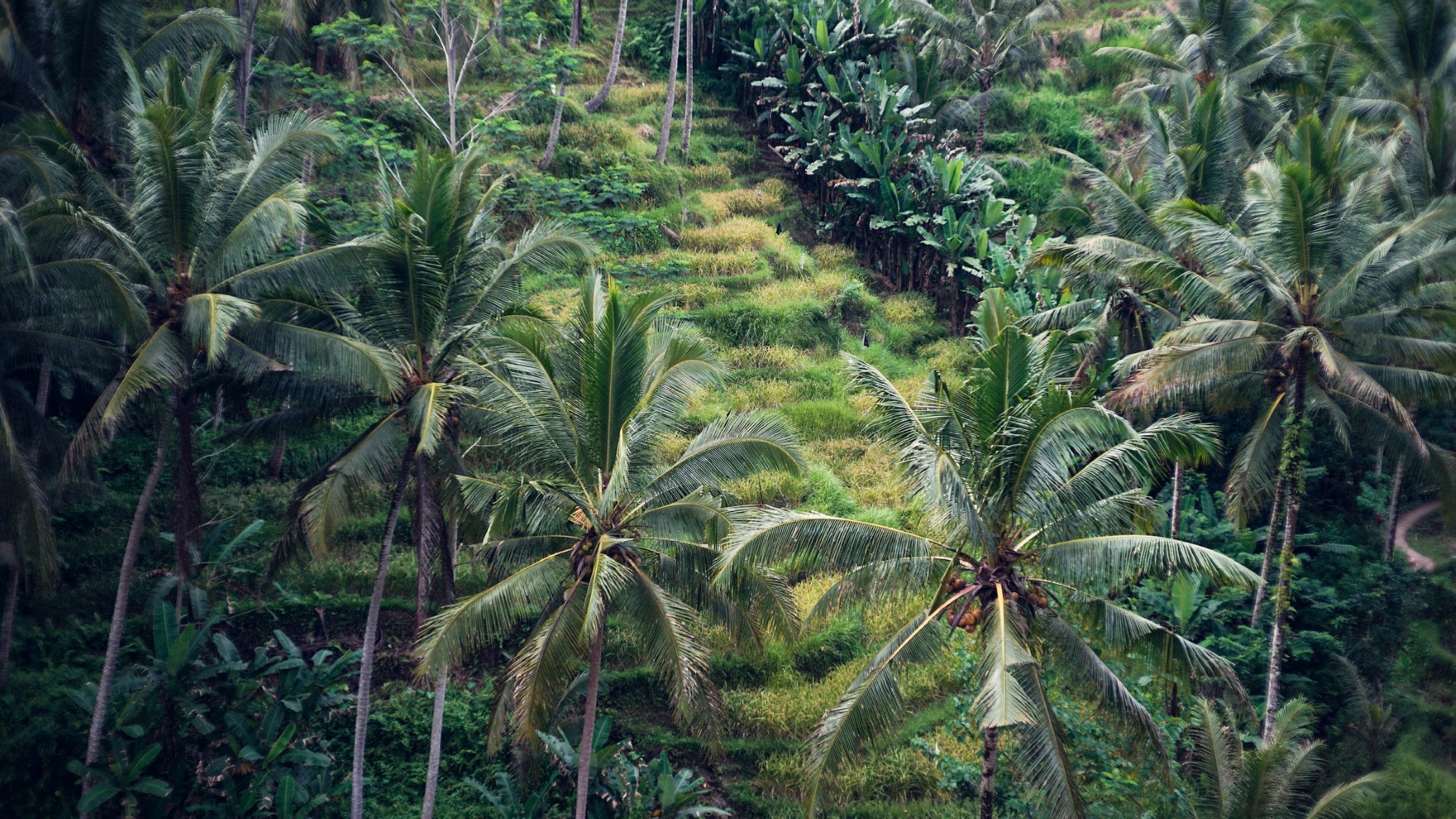 Ricefield