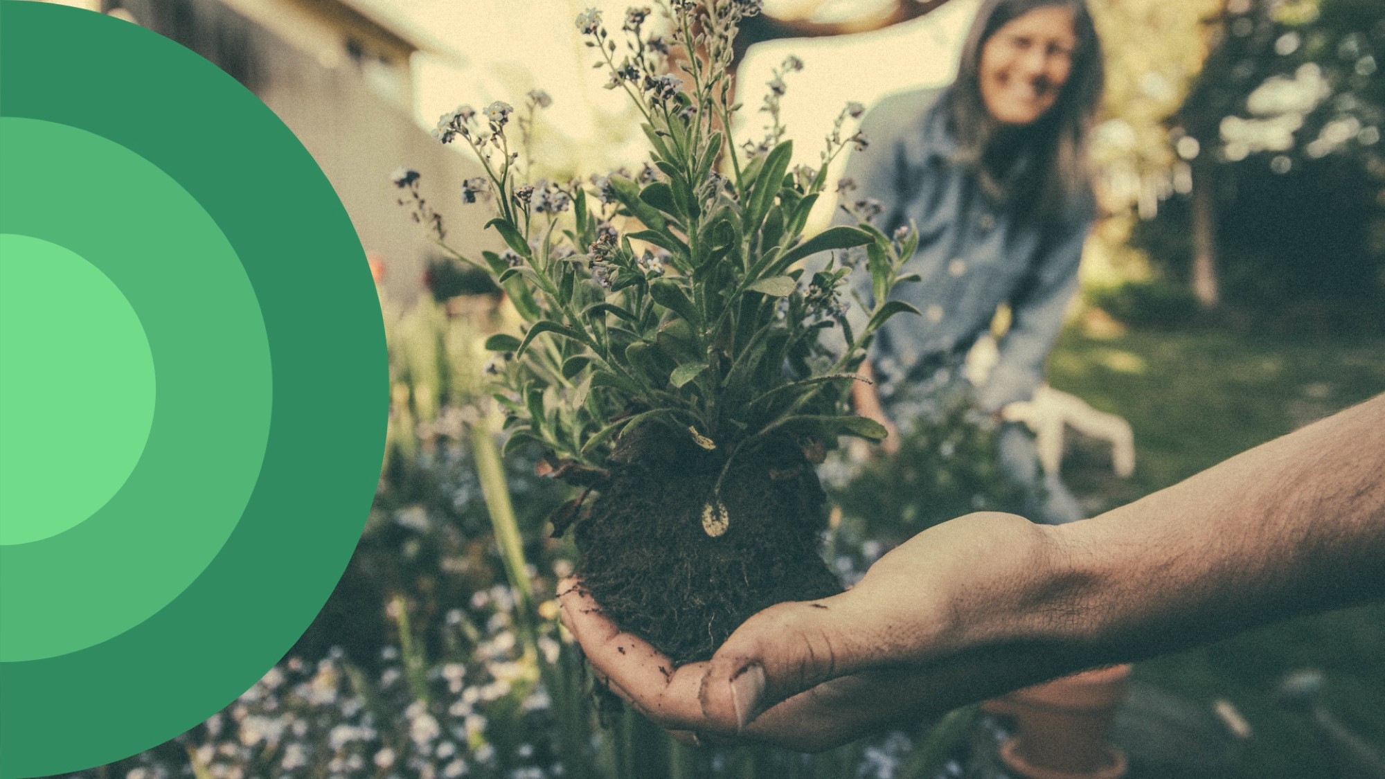 Kvinne ser på at plante blir plantet