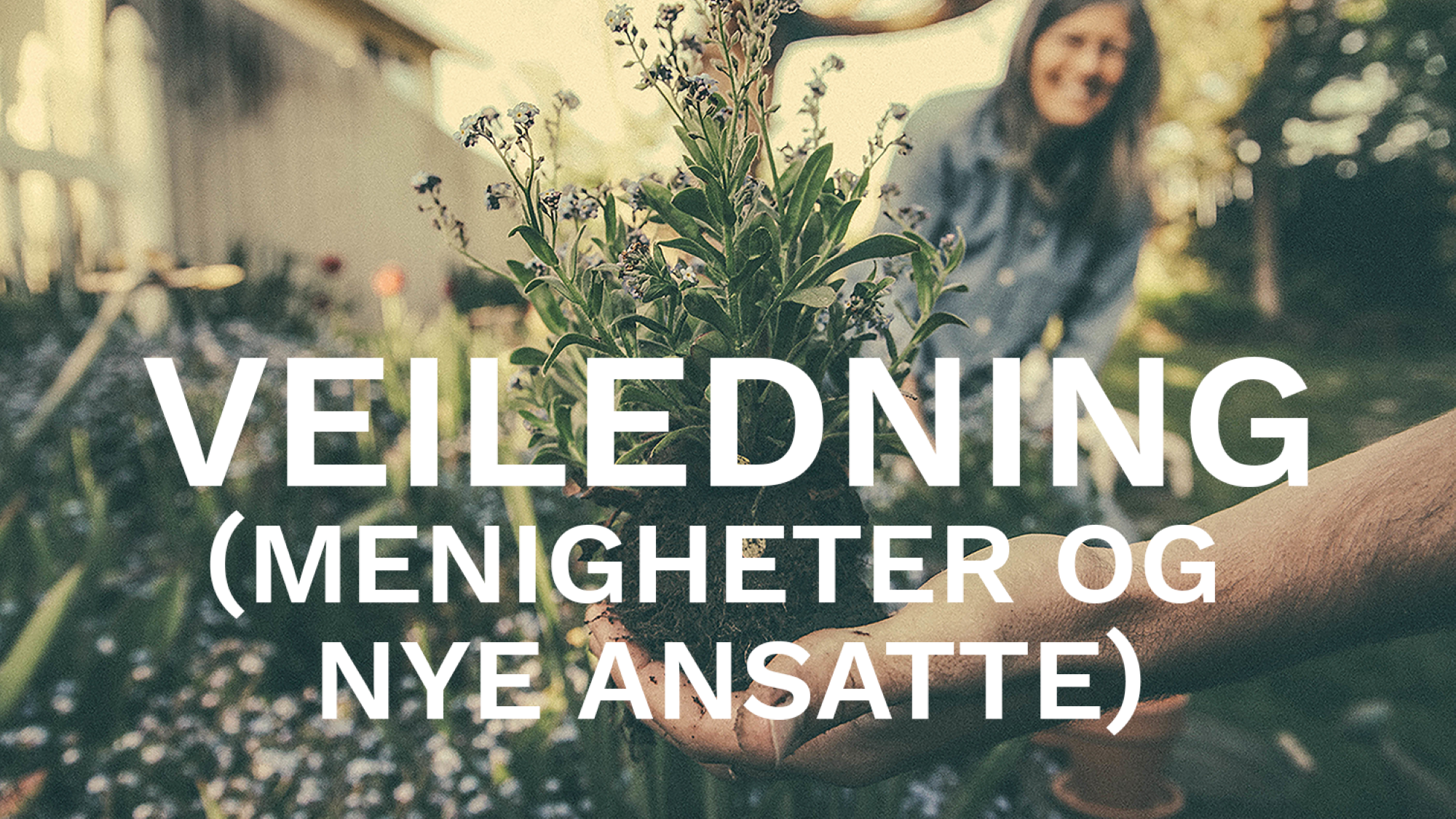 Knapp Veiledning