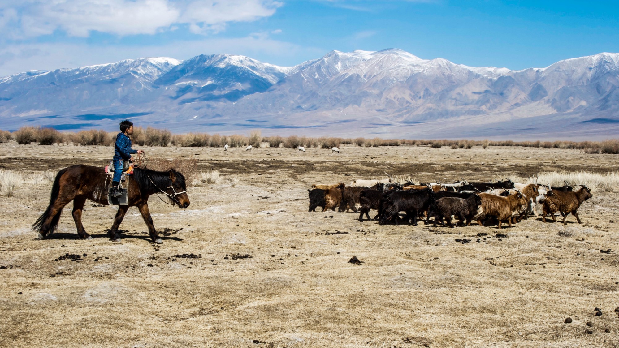 Mongolsk gutt på hesteryggen gjeter geiteflokk på steppe