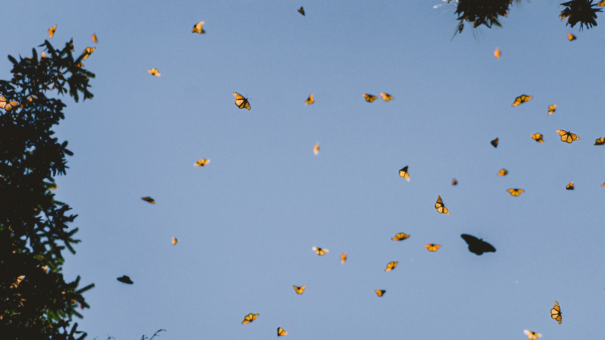 Sommerfugler mot blå himmel