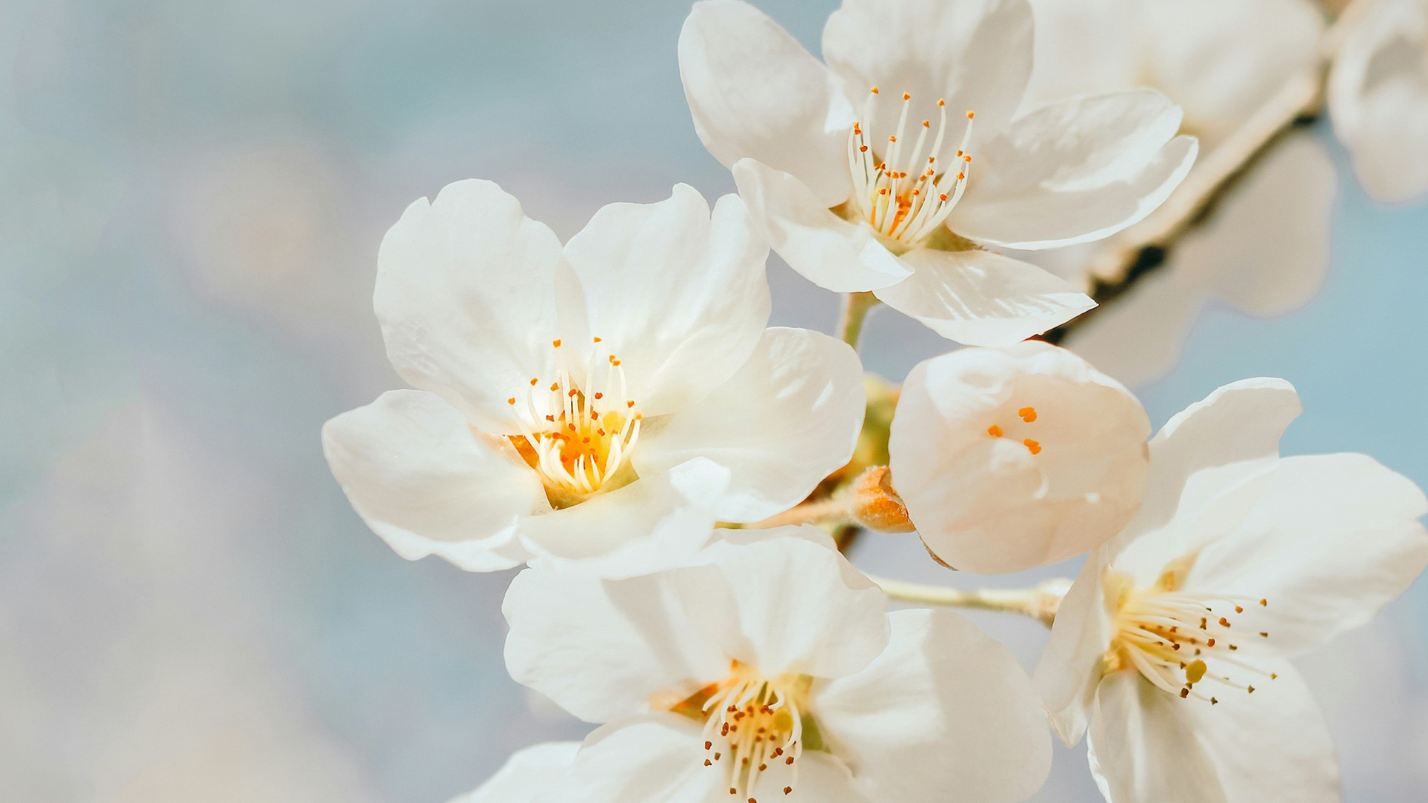 Lys blomst på lyseblå bakgrunn