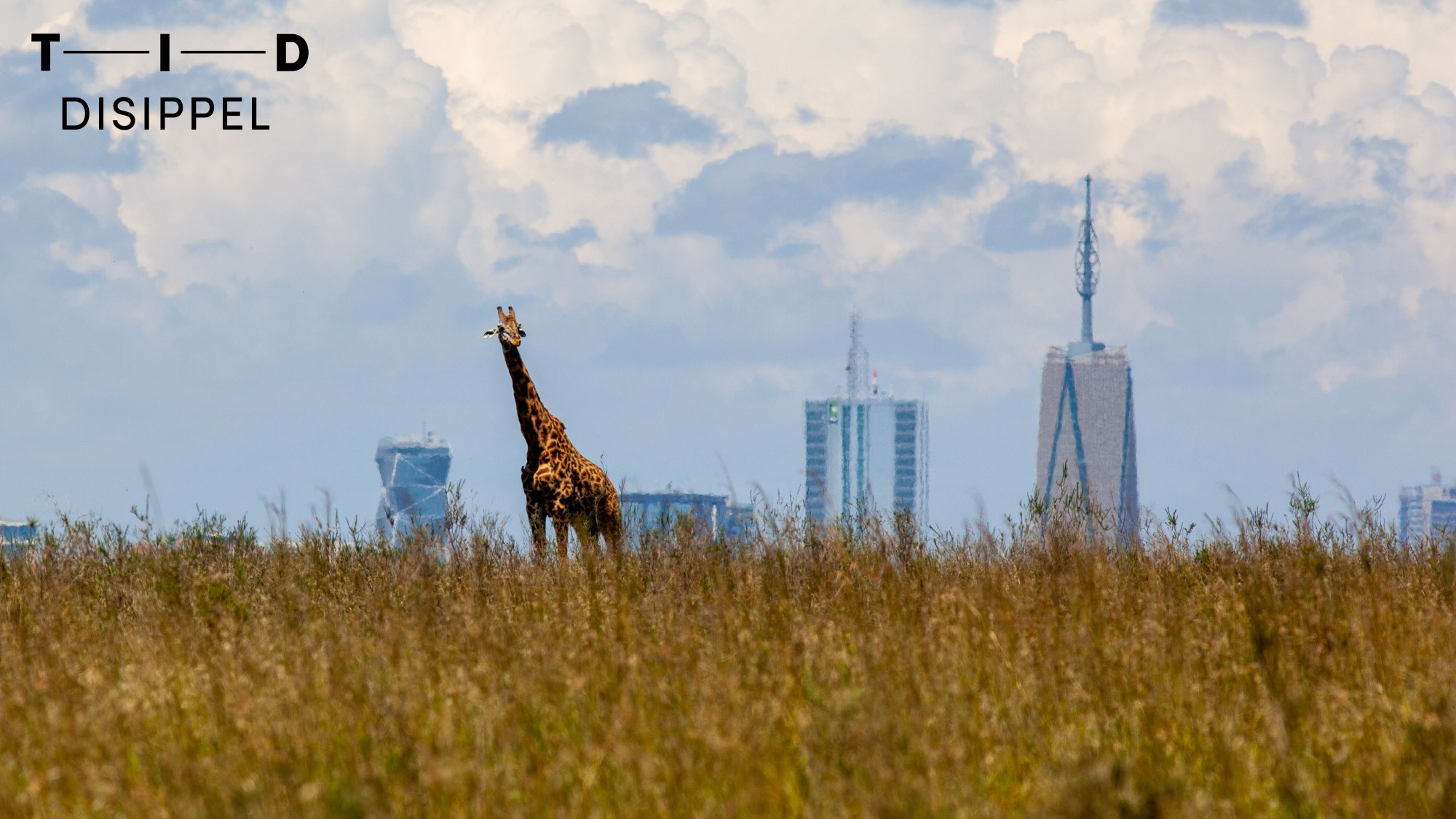 Giraff på savannen med skyskrapere i bakgrunnen