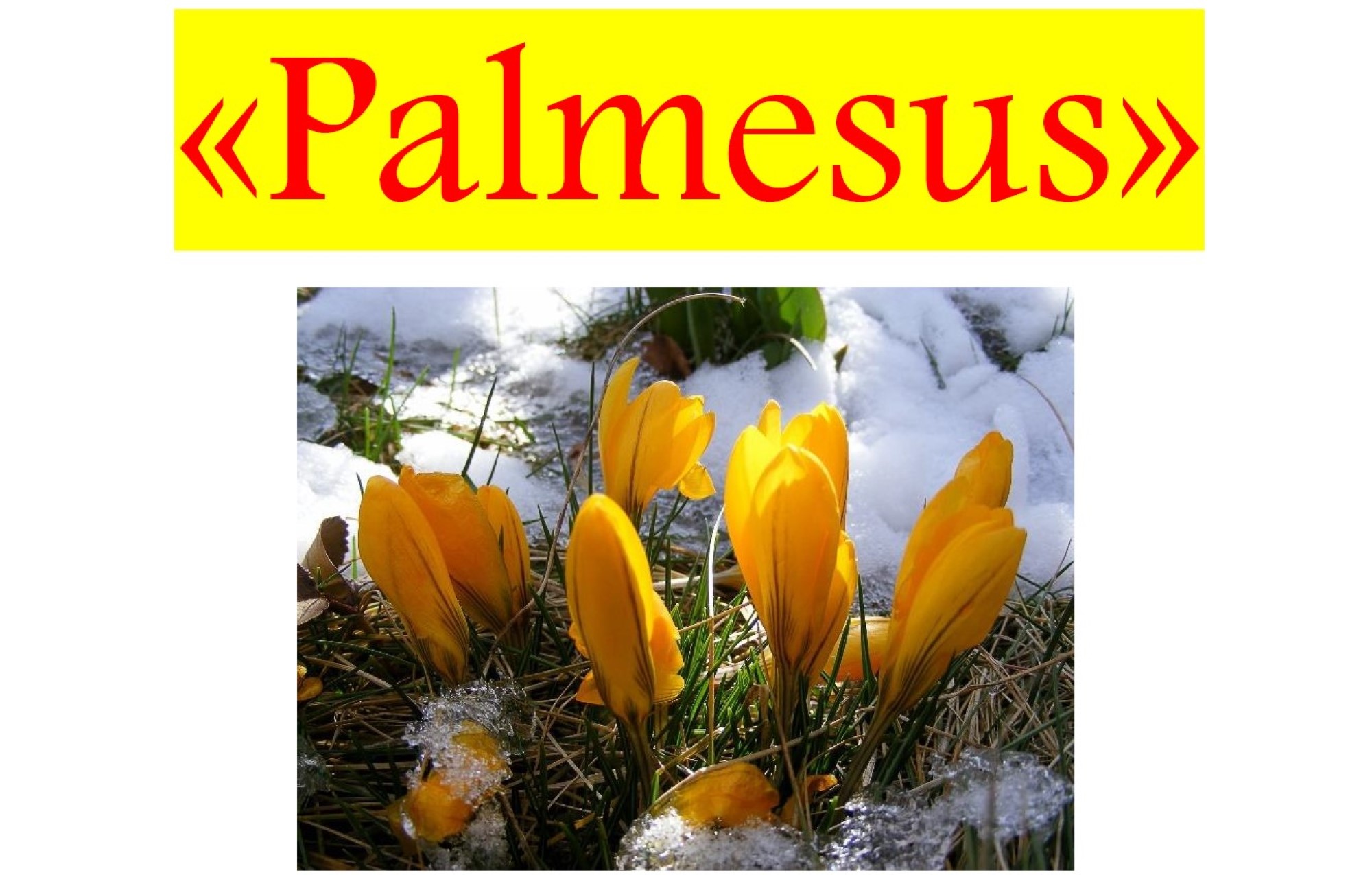Palmesus