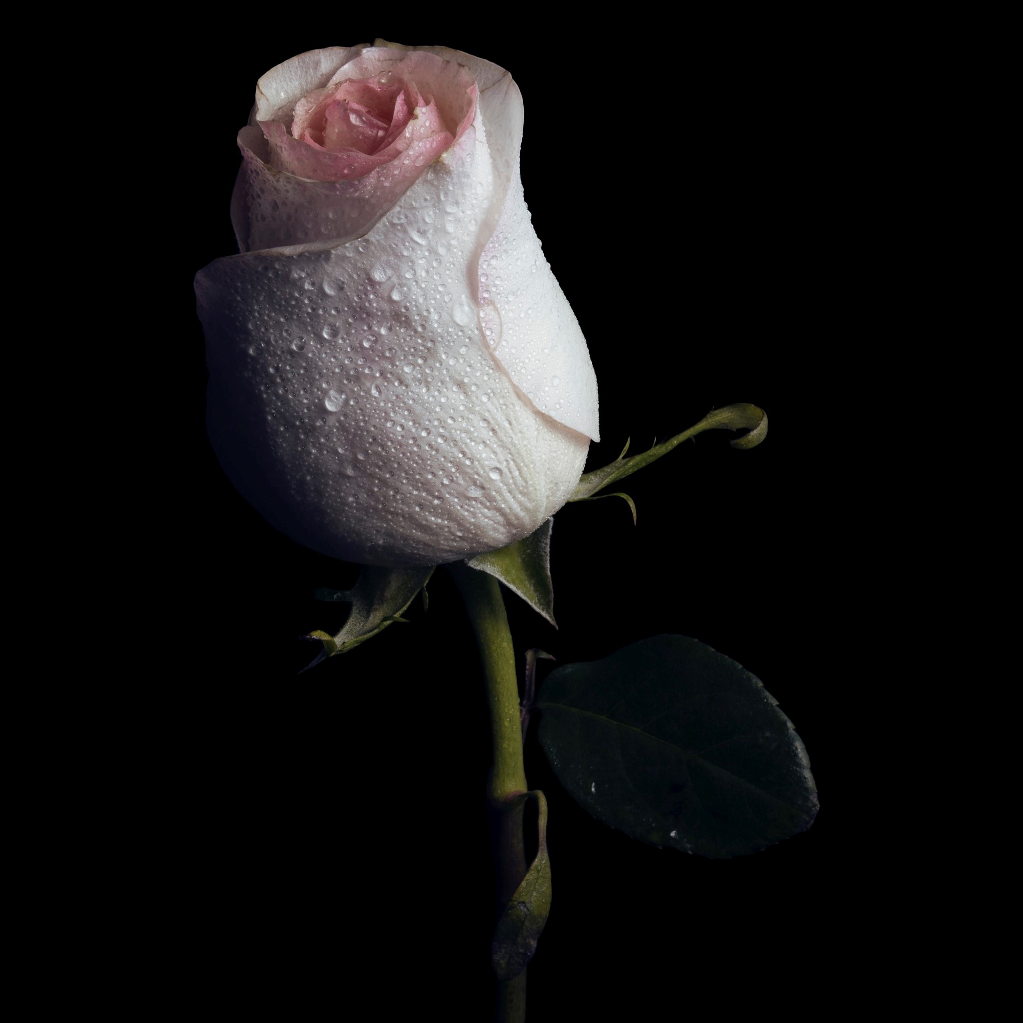 Hvit rose mot mørk bakgrunn